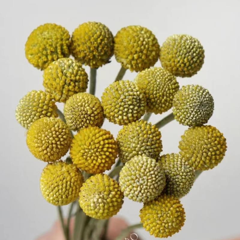 黄金球鲜花 昆明斗南鲜花基地批发花店摆摊花艺沙龙家庭瓶插花