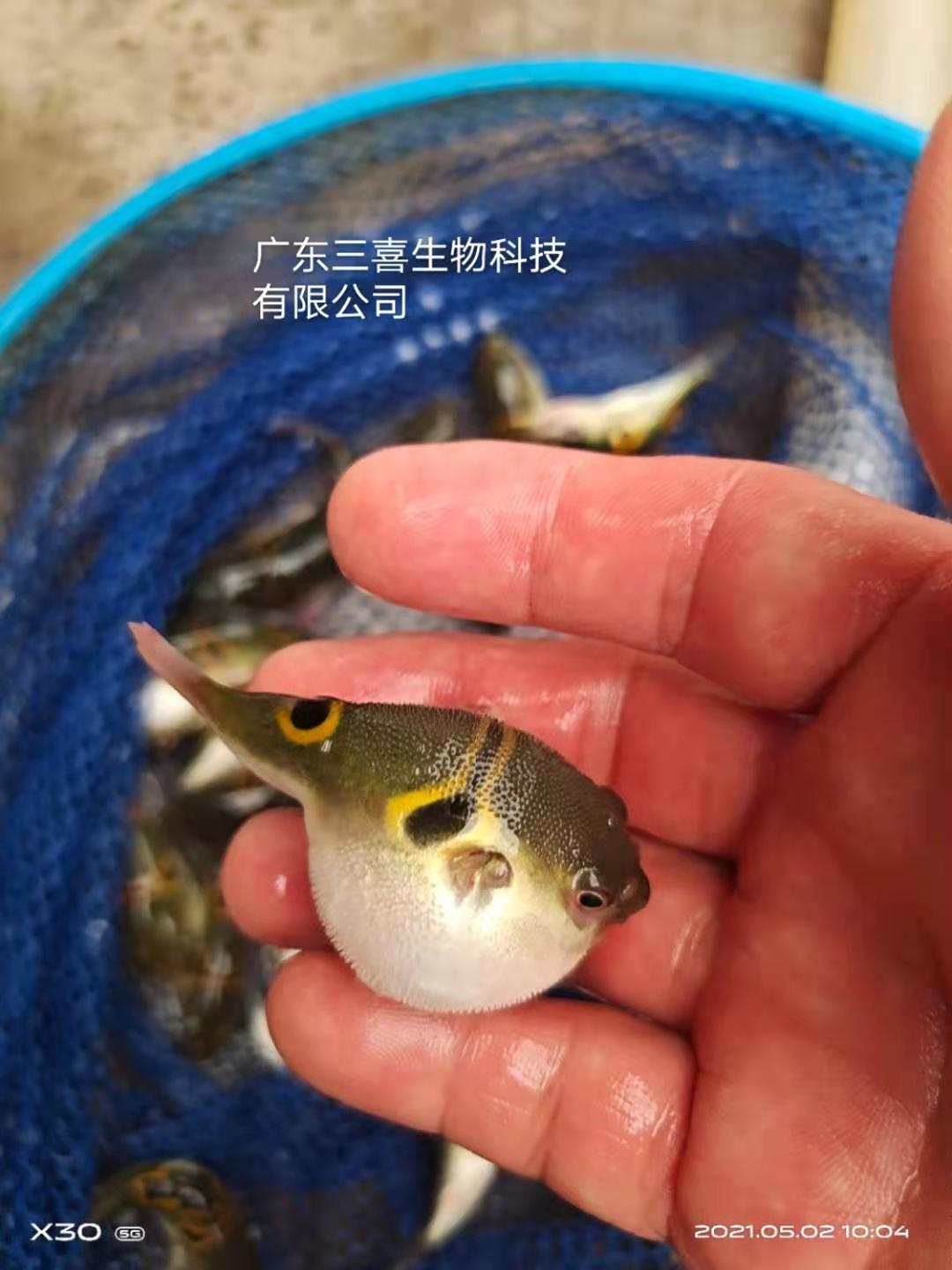 东方豚河豚鱼