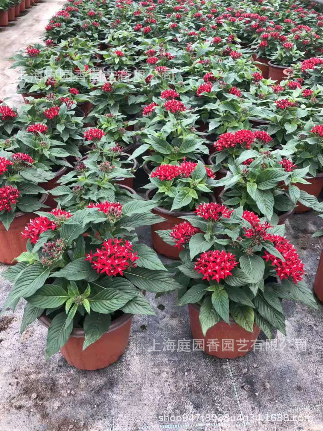 五星花 繁星花盆栽耐热露天皮实好养开花不断上海基地大量直供