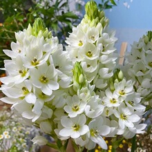 大盆圣心百合盆栽雀梅带花苞好养易活四季开花耐热多年生阳台庭院