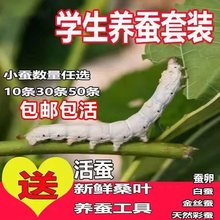 蚕宝宝活物幼蚕1龄234龄小蚕学生科学养蚕套装春蚕七彩蚕蚕卵桑叶