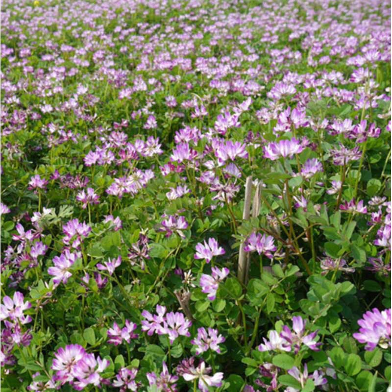 紫花苜蓿种子 猪牛羊兔鱼饲料芽苗菜多年生四季耐寒南方北方牧草