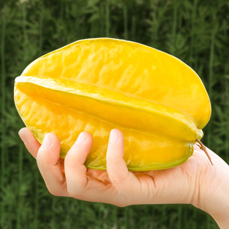 福建漳州红龙杨桃水果新鲜当季洋桃杨涛现摘现发阳桃应季整箱批发