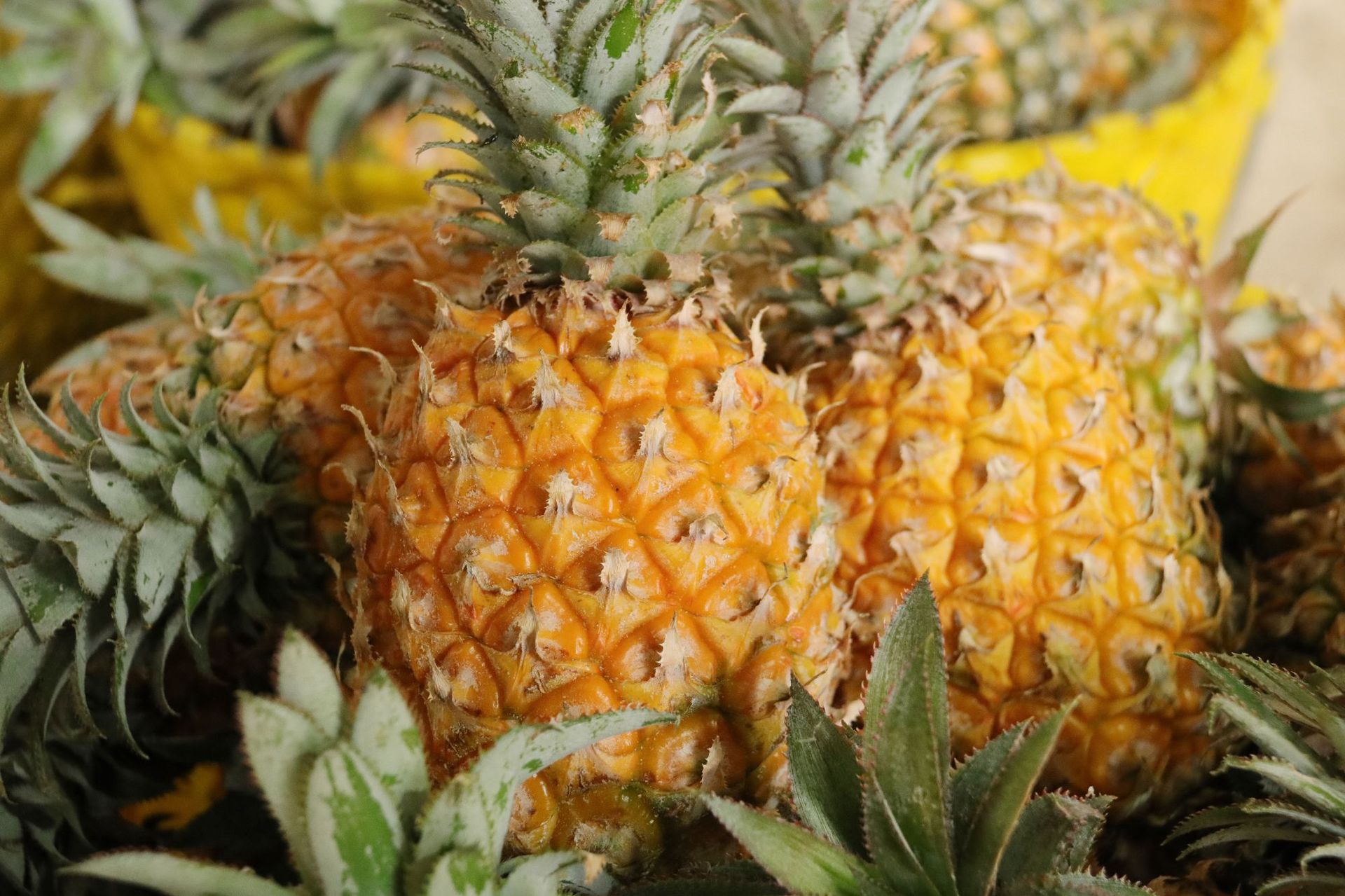 产地货源广东徐闻香水菠萝4斤送1斤新鲜水果批发非海南金钻凤梨