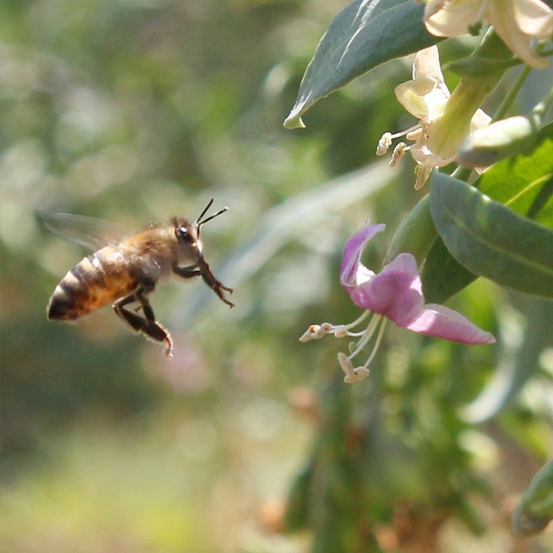 新蜜上架 天然枸杞蜂蜜野生枸杞蜜滋补养生好身体 好蜜不怕比