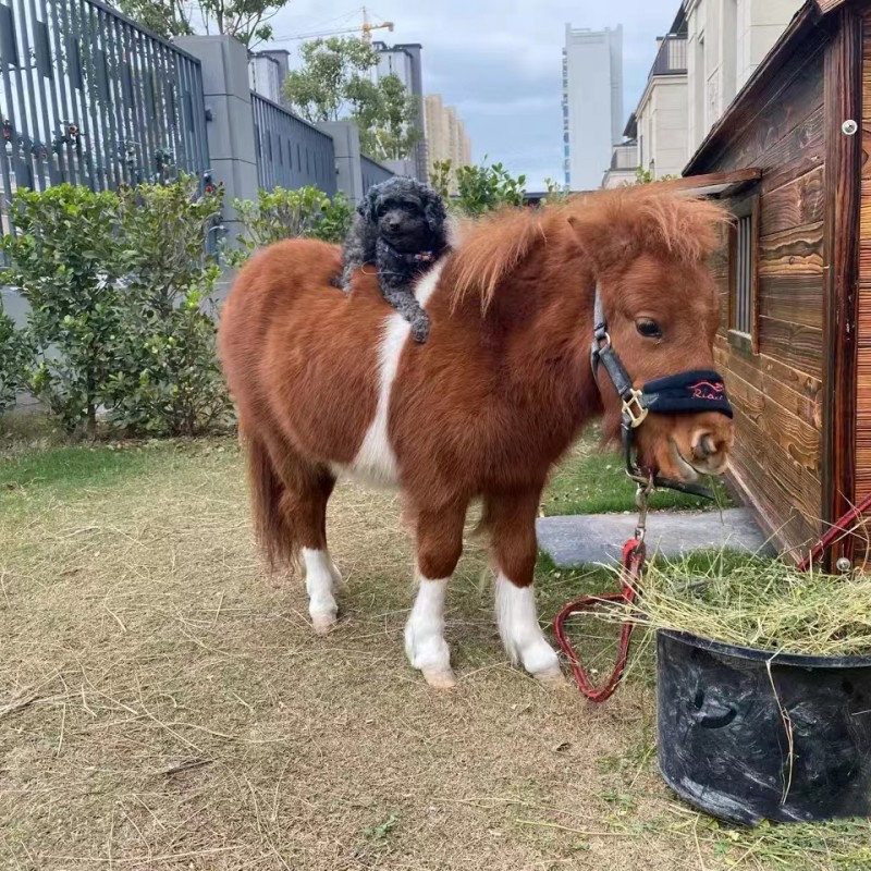 儿童骑乘矮马活体矮马养殖场 儿童可骑乘矮马活体 观赏迷你矮脚马