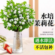 茉莉花苗盆栽带花苞水培植物驱蚊九里香老桩栀子花卉室内四季开花