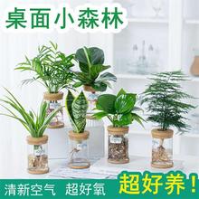 桌面植物发财树盆栽水培植物水养春羽办公室内宿舍植物花绿萝文竹