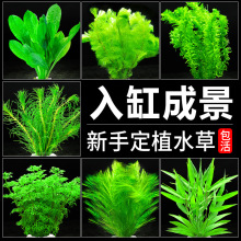 水草植物鱼缸造景新手阴性定植套餐蜈蚣草绿菊水榕沉木水培真水草