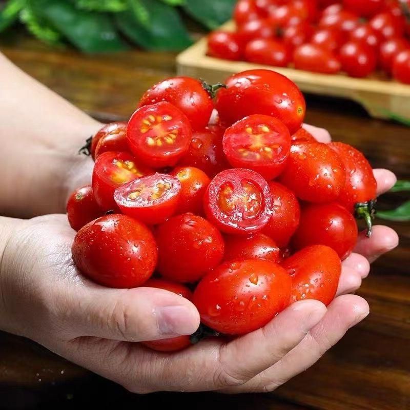 小番茄广西圣女果小西红柿千禧圣女果新鲜厂家直销速卖通批发跨境