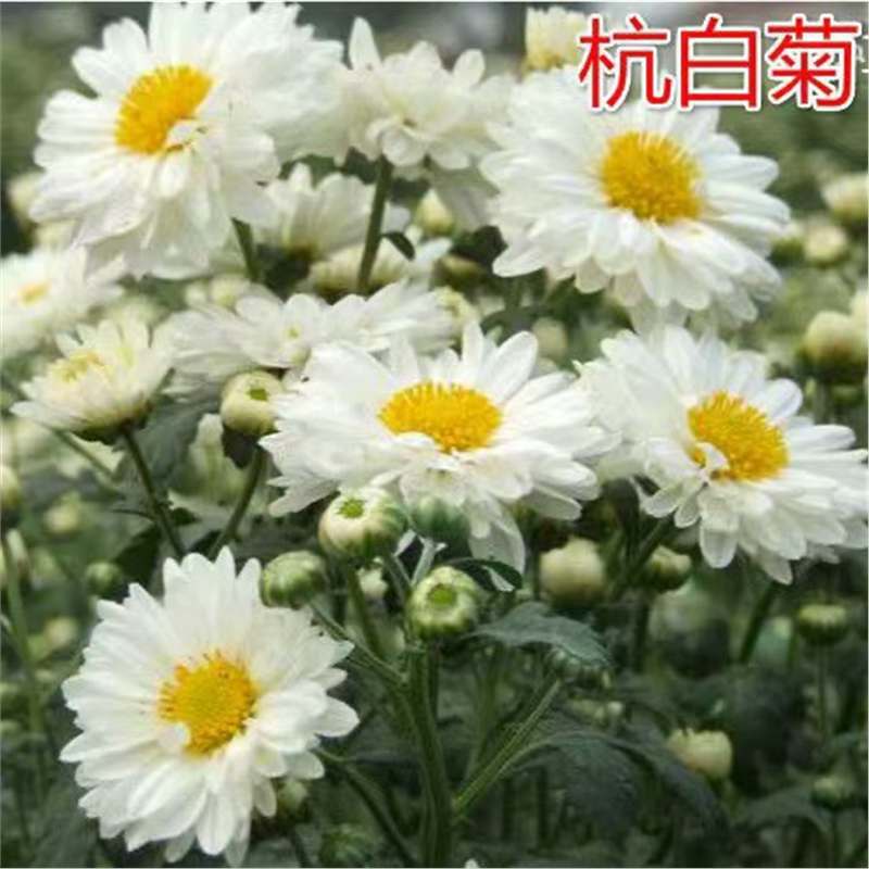 【跨境供货】食用菊花种子可泡茶金丝皇菊黄山贡菊杭白菊苗四季开