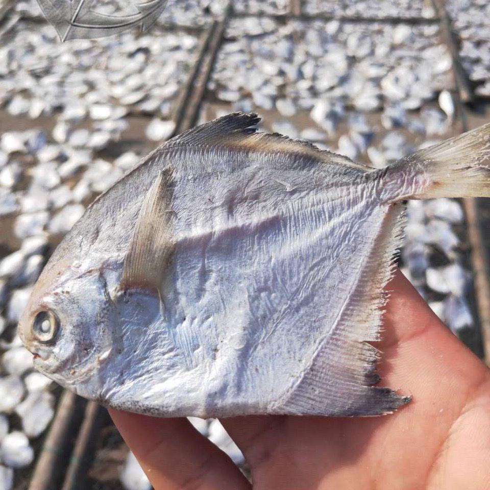 新晒鲳鱼干海鲜干货咸鱼干小鱼干白仓鱼干半干海鲜类批发