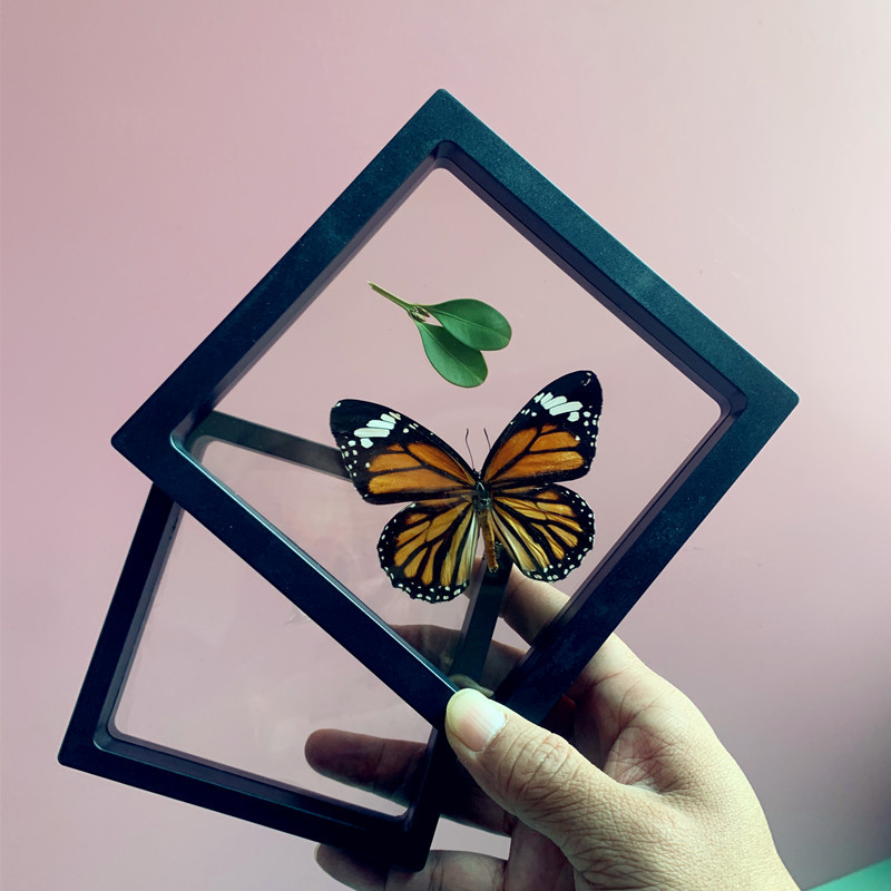 标本盒昆虫标本蝴蝶标本展示框制作工具相框立体透明悬浮框收纳盒