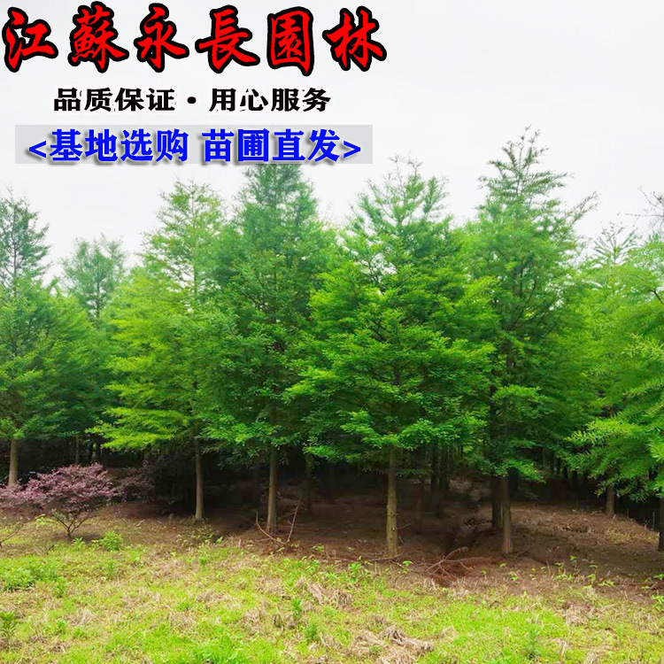 批发落羽杉树苗四季常青绿化苗木公园点缀装饰美化规格齐全落羽杉