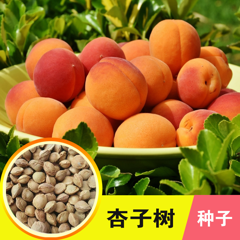 杏核绿化苗木种子