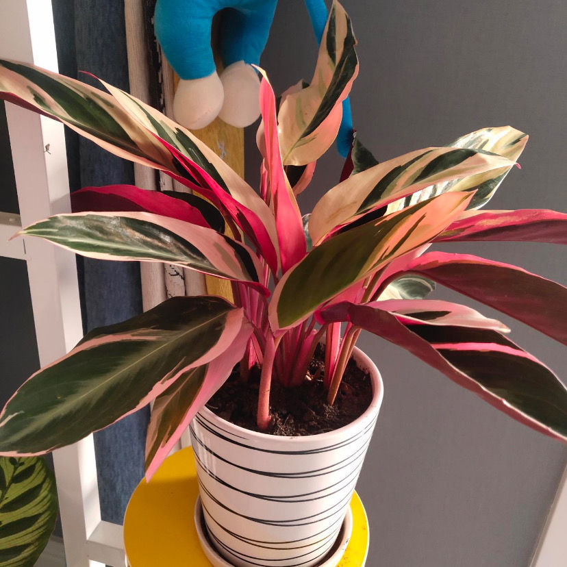 【推荐】凤凰羽水培七彩竹芋植物室内绿植花卉盆栽水养好养客厅花