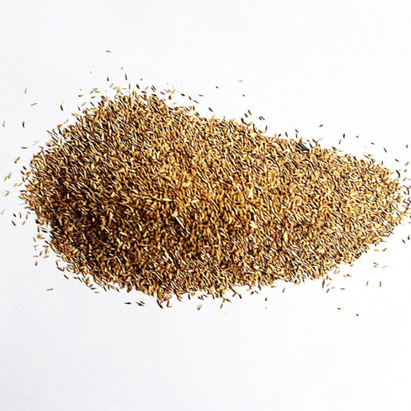 批发台湾草草坪种子 无需修剪台湾青草种子台湾2号草绿化工程草籽