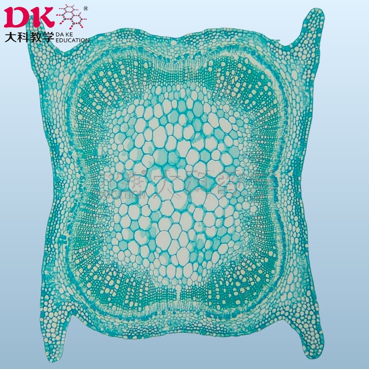 高教使用中草药生物显微玻片 植物学教学玻片 穿心莲茎横切