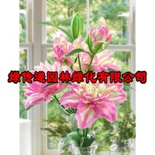 重瓣香水百合花种球四季好养活花苗花卉植物阳台盆栽进口百合球根