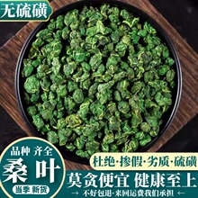 桑叶茶霜后桑叶野生新鲜桑树叶泡茶水