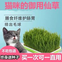 水培猫草套装小麦种子猫零食懒人盆栽化毛去毛球天然猫草自种鲜草