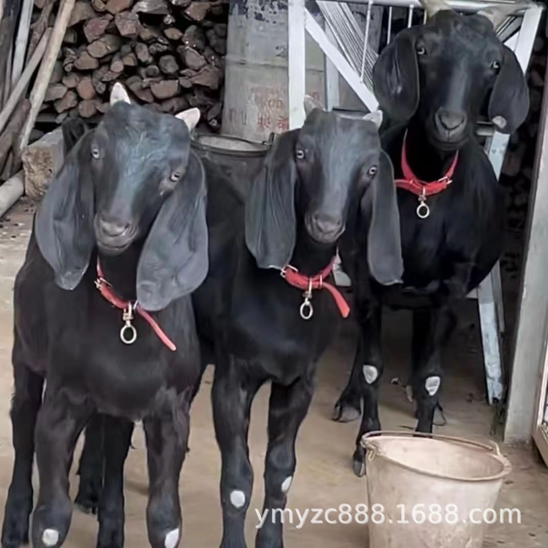 纯种努比亚黑山羊活体小羊大型景区观赏山羊怀孕母羊家养饲养散养