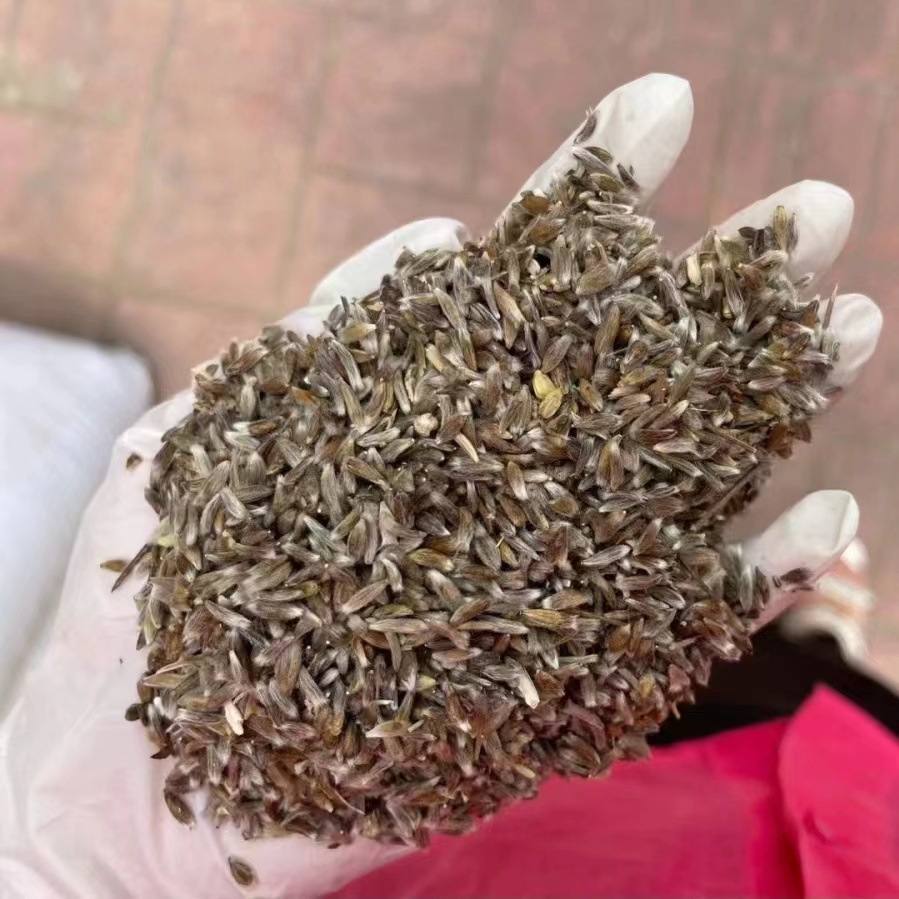 苍术种子南北方朱砂点苍术籽野生仓术茅苍术四季播种头菜赤术种苗