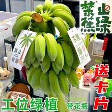 新鲜水培香蕉一整株拒绝焦虑办公室摆件绿植小米蕉禁止蕉绿
