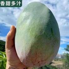 芒果批发四川攀枝花代发大当季新鲜水果10斤大青芒非金煌贵妃跨境