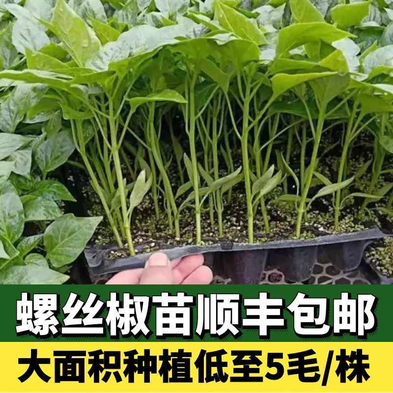 辣椒苗螺丝椒秧苗尖椒薄皮椒太空椒甜苗盆栽冬天阳台四季种植食用