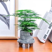 文竹水培植物好养活发财树绿萝室内绿植花卉盆栽包邮跨境电商批发