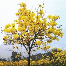 正宗黄花风铃木苗紫花风铃树苗庭院别墅风景树绿化种植物地栽盆栽