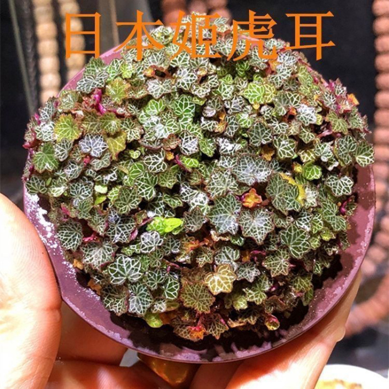 迷你型绿植姬虎耳草防辐射绿植山野草盆栽水陆缸造景单株网纹草