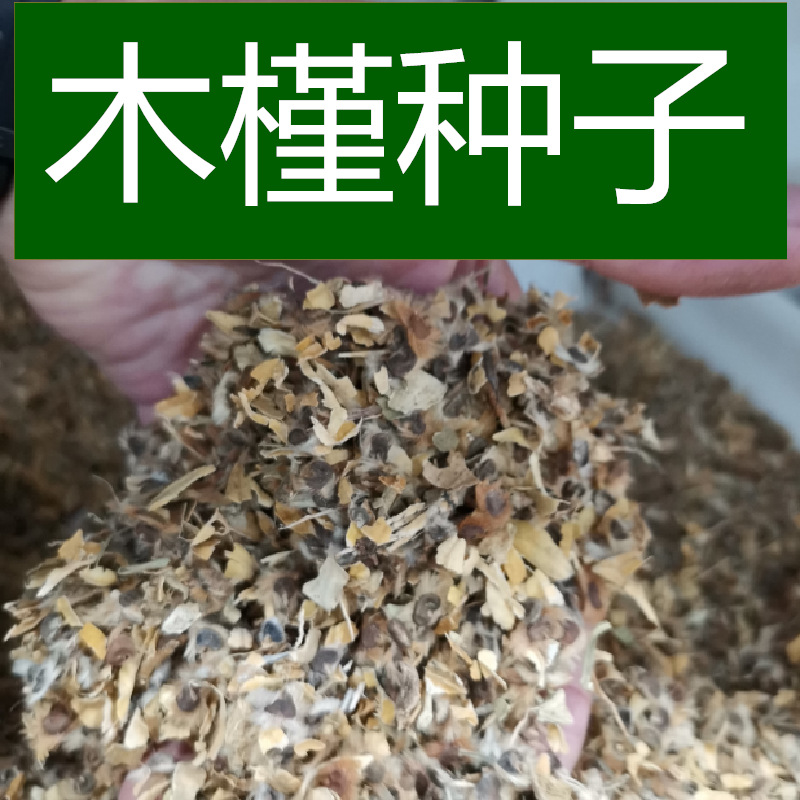 林木种子 木槿种子 荆条 朱槿 木棉 木槿花种子 1件=1斤