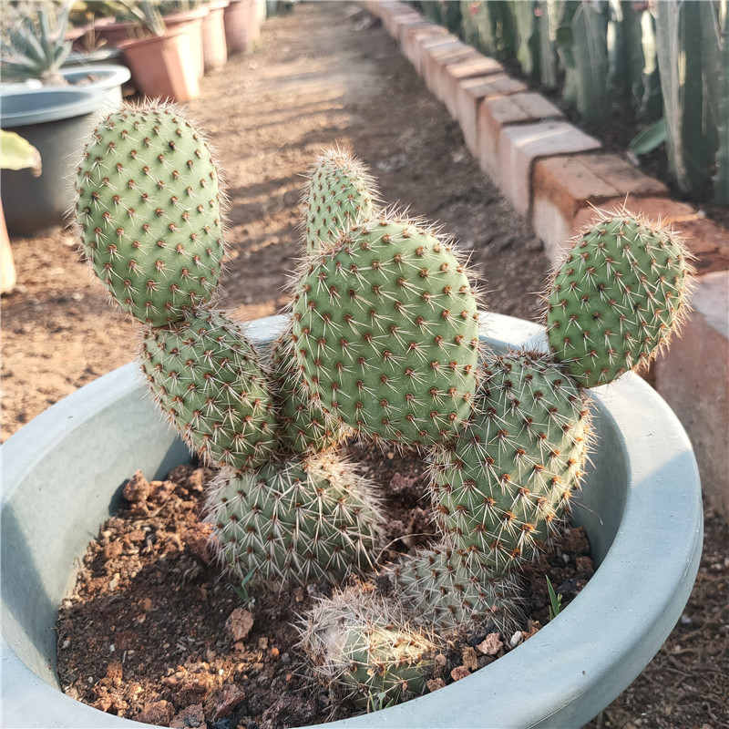 野狐仙人掌团扇 野狐王霸姣opuntia pycnantha实图拍摄可一物一拍