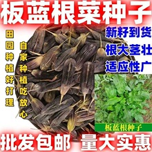 板蓝根种子批发十字花种子优质药材种子药用植物基地直发量大从优