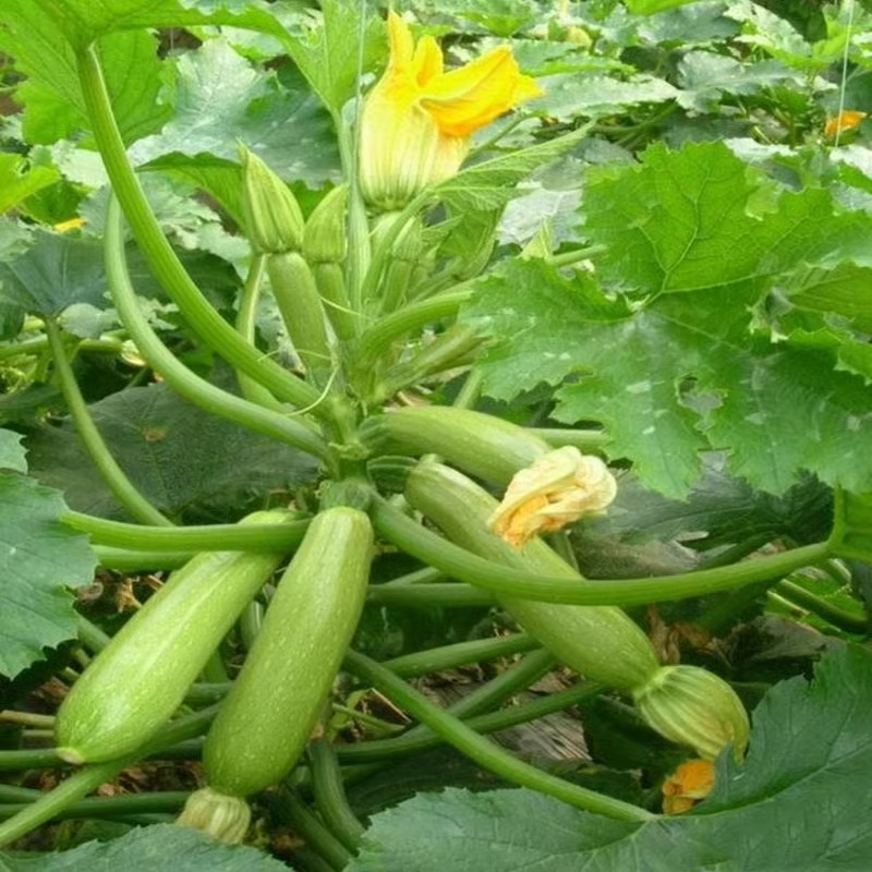 西葫芦小嫩瓜云南新鲜当季蔬菜小瓜绿皮菜瓜农家自种9斤整箱包邮