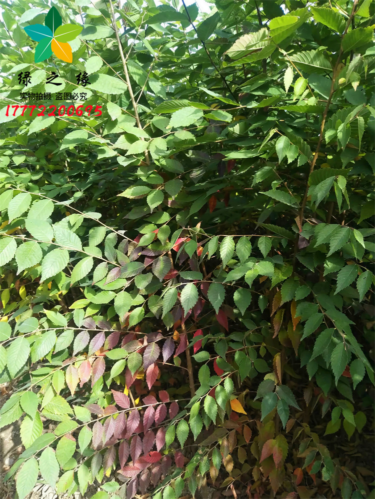 红榉树苗小苗小叶红榉树苗血榉别墅庭院耐寒绿化大型彩叶风景树苗