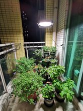 携阳植物灯夜间太阳光灯室内养兰花生长阴雨天气成长黄梅天
