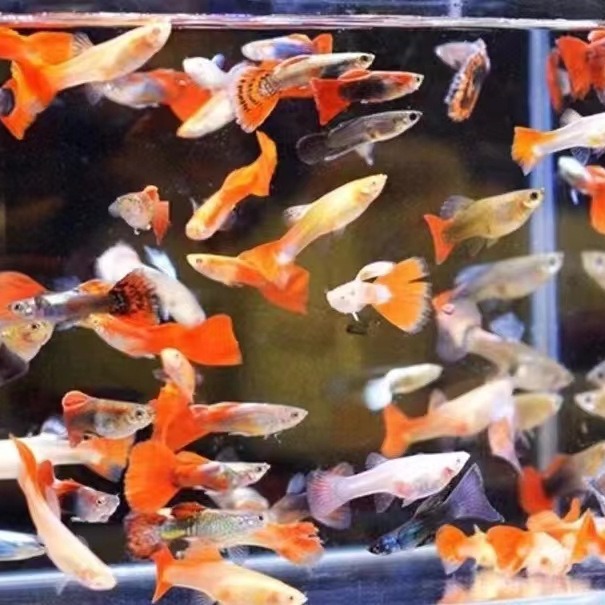 杂孔雀鱼 五彩鱼 全红 莫斯科蓝 象牙白 大耳朵巴西红 热带鱼