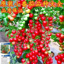 超甜瀑布小番茄种子阳台盆栽农家四季樱桃圣女果西红柿苗种籽高产