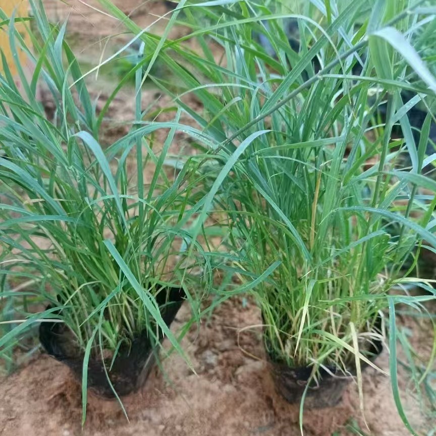 基地芦苇多年生水生植物景区绿化 人工湿地绿化芦苇芦竹苗