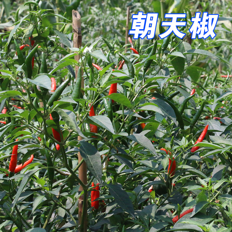 四川新鲜朝天椒小米辣特辣红辣椒小米椒农家指天椒尖椒蔬菜5斤