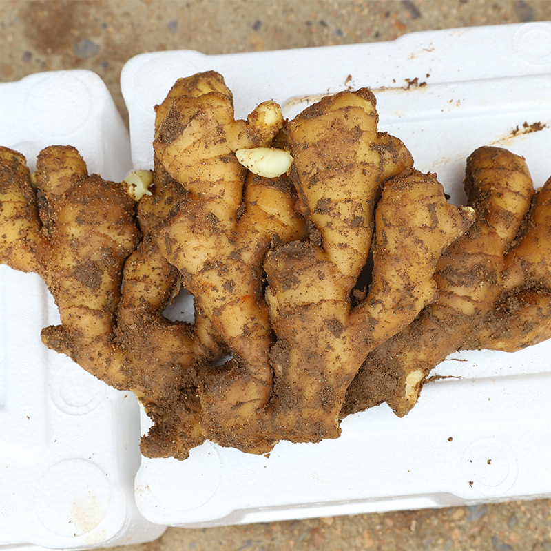 安丘保鲜姜-安丘保鲜姜厂家,品牌,图片,热帖-阿里巴巴