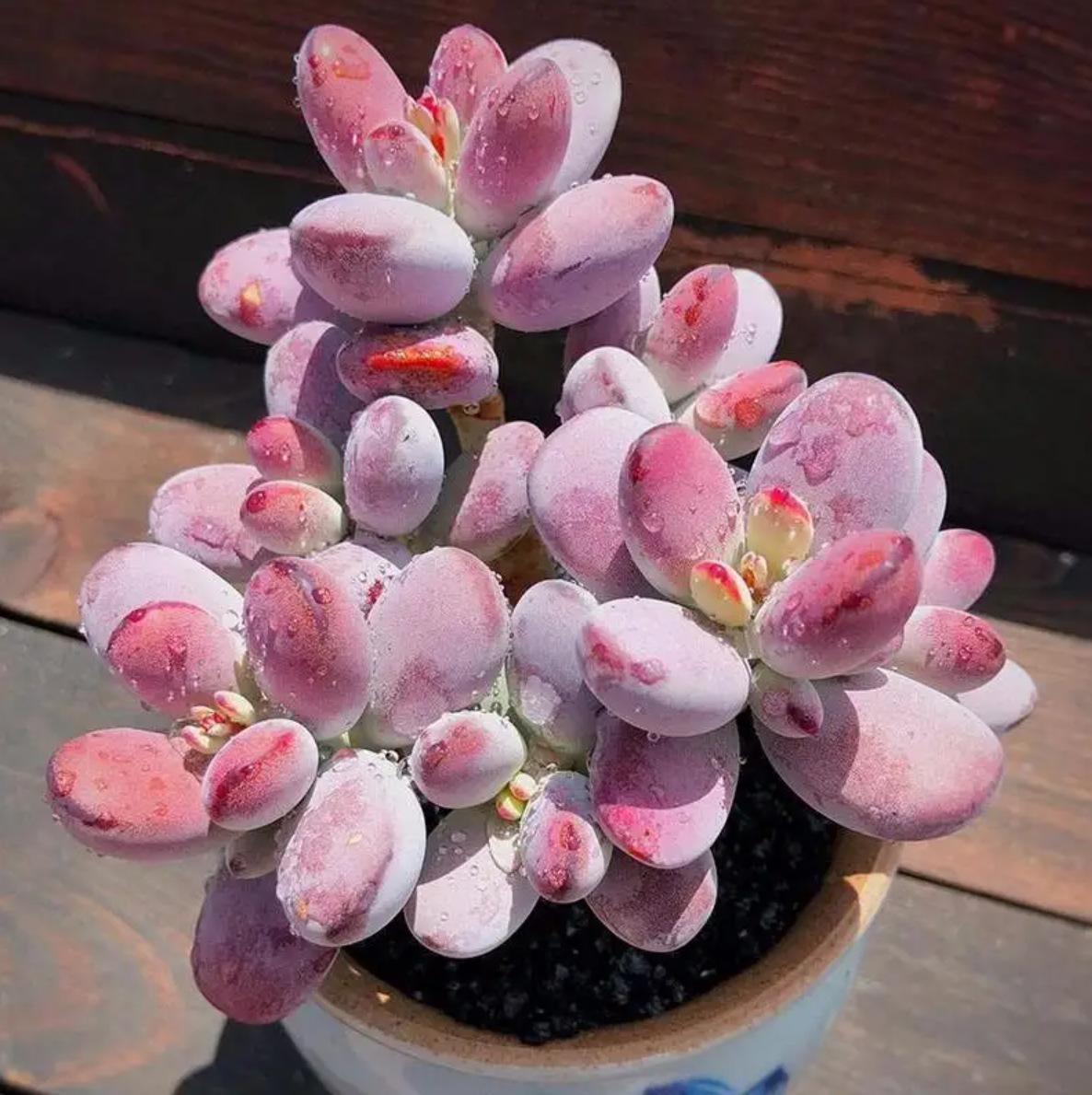 乒乓福娘多肉植物肉肉小老桩带盆栽好群生多头大颗好养精品办公室