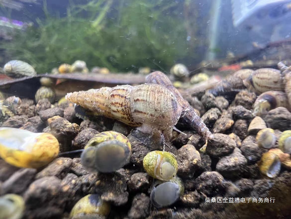 马来螺清洁鱼缸除藻吃粪便冷水淡水新品观赏螺草缸食藻净水繁殖