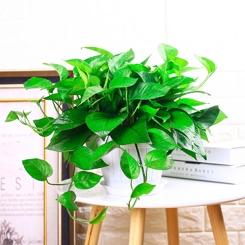 绿萝盆栽植物室内水培养绿箩长藤吊兰花卉绿植