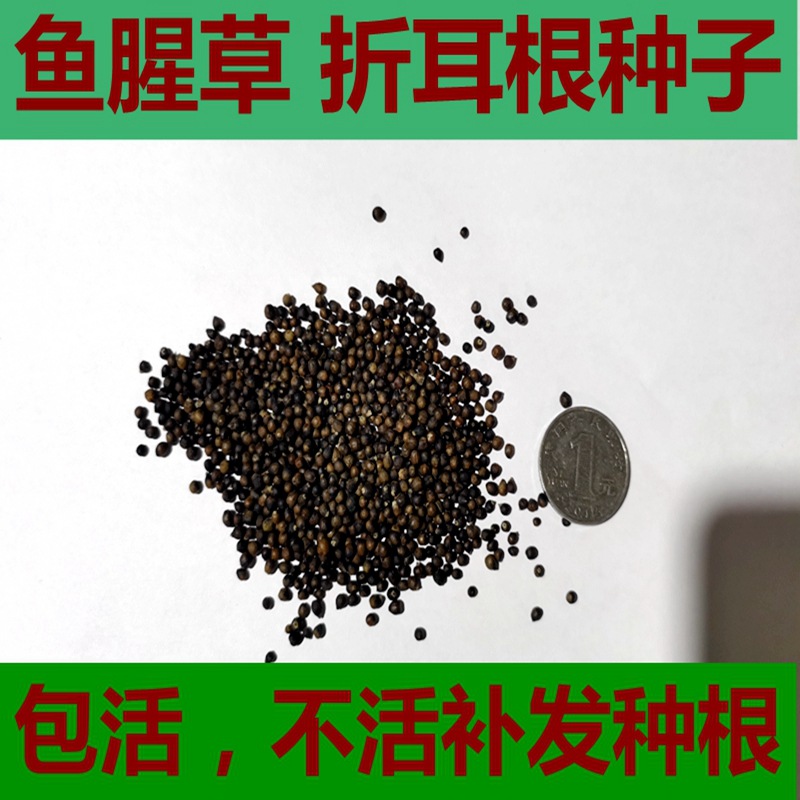 鱼腥草种子-鱼腥草种子厂家,品牌,图片,热帖-阿里巴巴