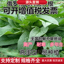 牧草种子鲁梅克斯种子多年生四季常青南北方牧草籽猪牛羊鸡