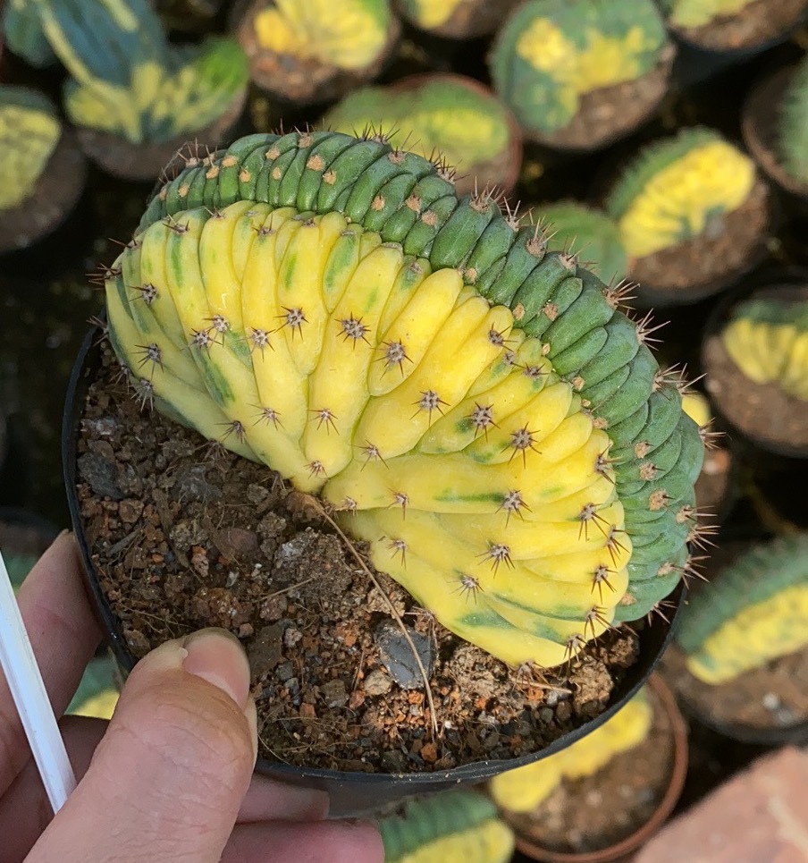 仙人球多闻柱缀化 8-10厘米 扇形造型 开花多肉植物 园艺批发基地